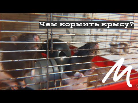 Видео: КОРМЛЕНИЕ КРЫС / ЧЕМ КОРМИТЬ ДЕКОРАТИВНУЮ КРЫСУ?