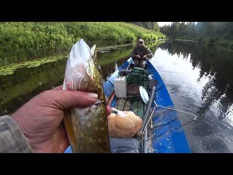 Видео: рыбачим на  реке в малую воду с Юричем. 01.09.25 г.