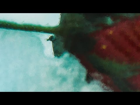 Видео: Daila x The OM — Клубника (из т/с «Чёрный двор»)