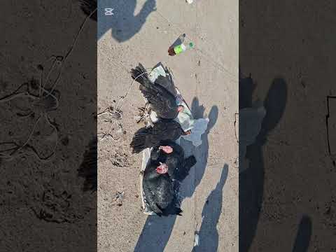 Видео: 09.11.25.Сарыағаш.Жібек жолы құс базары.Такықтар,курке тауықтар,индоуткалар,қояндар,көжек,чиж құстар