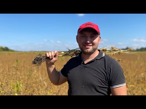 Видео: Соя Канзас на 70🌱Скоро обмолот,огляд посівів,підводимо підсумки✅