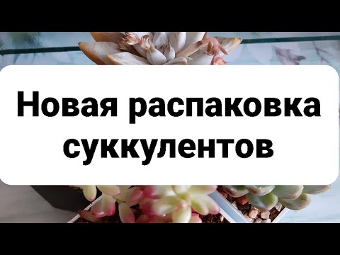 Видео: Распаковка суккулентов в январе. Долгожданная хотелка