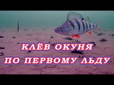 Видео: Жор окуня по первому льду! Где искать активного полосатого! Первый лед.