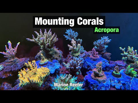 Видео: Монтаж кораллов Acropora в рифовом аквариуме | Как я делаю основания.