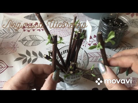 Видео: Комбинированное черенкование метельчатой гортензии🌱🌱🌱