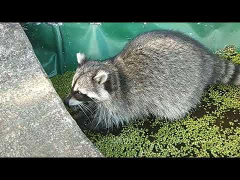 Видео: наконец то лягушка поймана и надёжно спрятана!