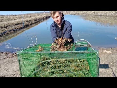 Видео: Ловля РАКОВ , бизнес на раках выгодно или нет ?