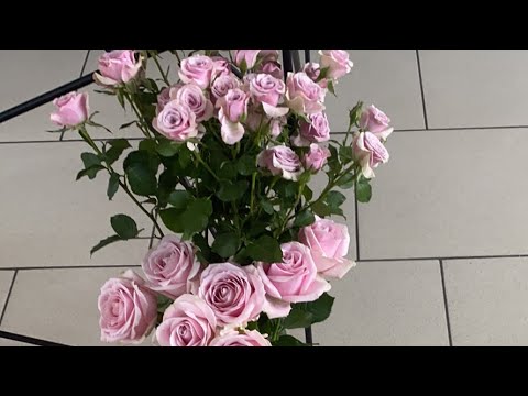 Видео: Елена Торсунова. Почему женщина одна? Когда Бог дает мужа? Секреты гармонии в семье.