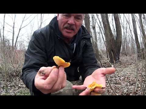 Видео: Закрытие сезона прогулка в ноябре по р Илек р  Каргала Природа грибы г Актобе 2023г