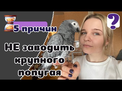 Видео: 5 причин НЕ заводить большого попугая. Говорящая Бестия!