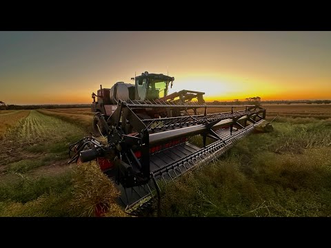 Видео: Валкование рапса