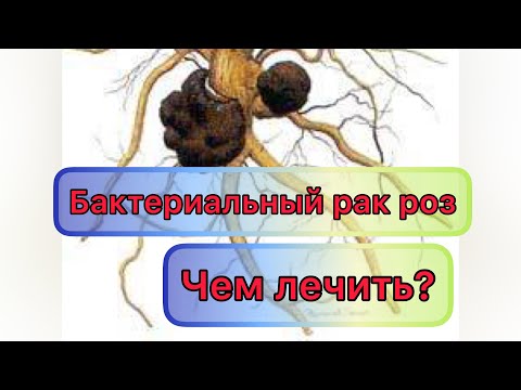 Видео: Бактериальный рак роз! Чем лечить? Как предотвратить рак? Показываю рак розы на штамбе из Русрозы😱