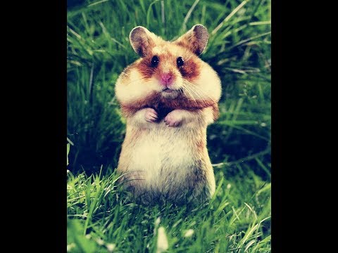 Видео: Прокачка аккаунта с 0 до 33