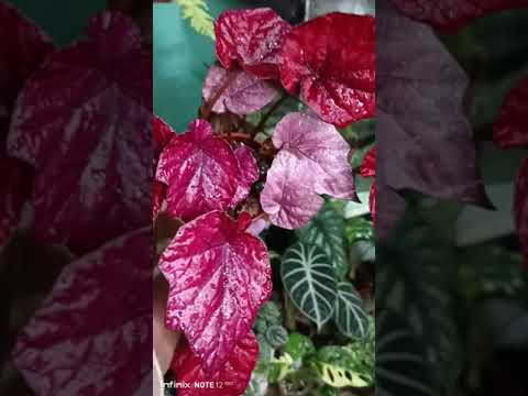 Видео: Обзор растений часть 3