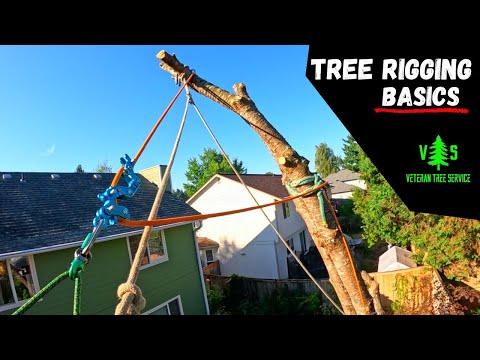 Видео: Спиливание дерева на крошечном заднем дворе