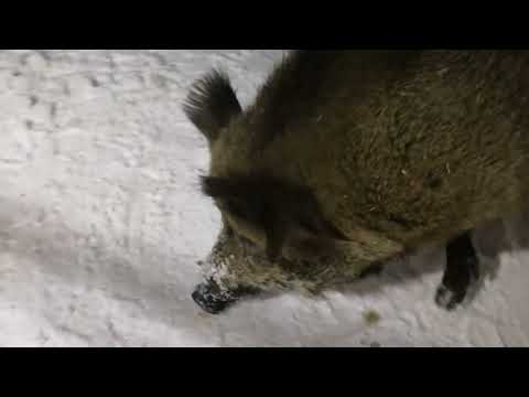 Видео: Побег Фантика!!!!