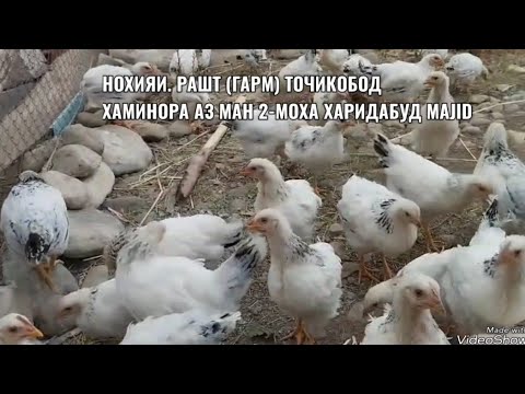 Видео: Рябушка ва Ломан одамоне,ки аз ман 2-моха чуча харидори намудабудан Маjid