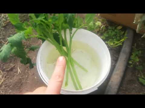 Видео: 2 важни съвета при отглеждане на домати | Правилно колтучене на домати