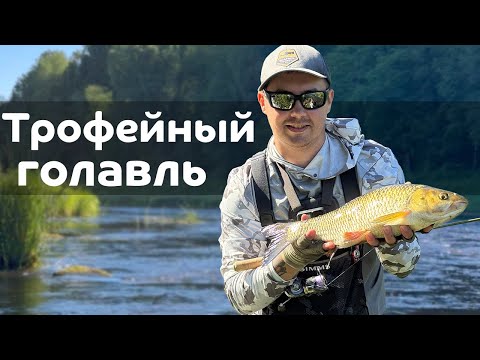 Видео: Трофейный голавль, спиннинг на пределе! Рыбалка с Nories Stream 510