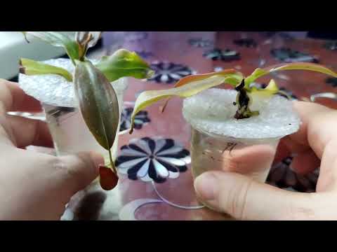Видео: Укоренение черенка Непентеса.