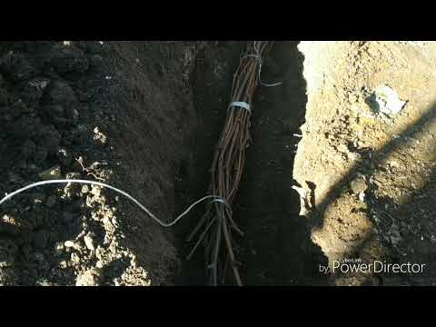 Видео: Хранение черенков в земле,в песке.