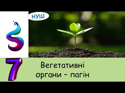 Видео: Вегетативні органи – пагін