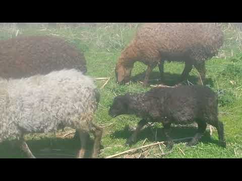 Видео: (63)Гибриды.