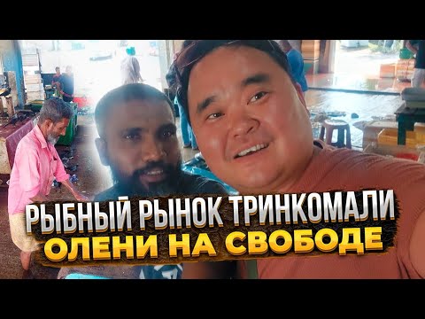 Видео: Стоит ли покупать рыбу на базаре? Олени Шри-Ланки. Откуда они? Тринкомали.