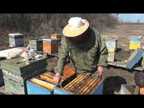 Видео: Больше пчел - меньше проблем!