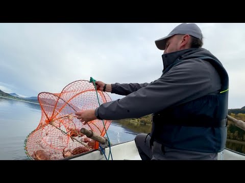 Видео: Поставил КРАБОЛОВКУ, а сам Ловлю Палтусо-камбалу! АКУЛА! Рыбалка в Норвегии осенью 2024