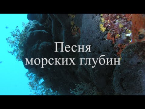 Видео: В мире всё - мелодия. Песня морских глубин