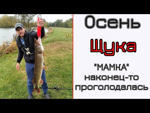 Видео: Крупная щука осенью. Часть 1. Ловля на мелководье.