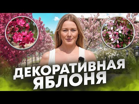 Видео: Хочешь посадить декоративную яблоню? Обязательно посмотри это видео!