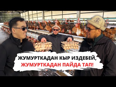Видео: Банктагы жумушун таштап, тоок баккан Кайрат