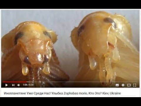Видео: Как Дрессировать Жуков Зофобасов Исполнять Команду Фас??