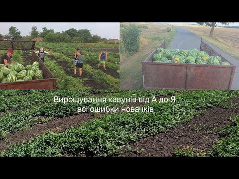 Видео: Вирощування кавунів від А до Я. Всі поради для новачків