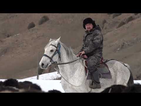 Видео: ТОПОЗ БАГЫП КИРЕШЕ ТАПКАН ФЕРМЕР