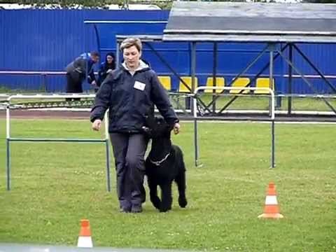 Видео: Ризеншнауцер Байсен.  ОКД.  ЧР 2015.