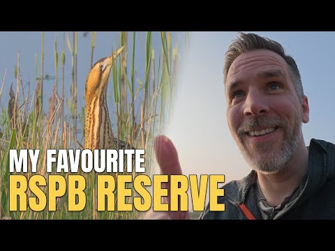 Видео: Выпь и другие виды болота Ouse Fen в Королевском заповеднике защиты птиц | Фотографии дикой приро...