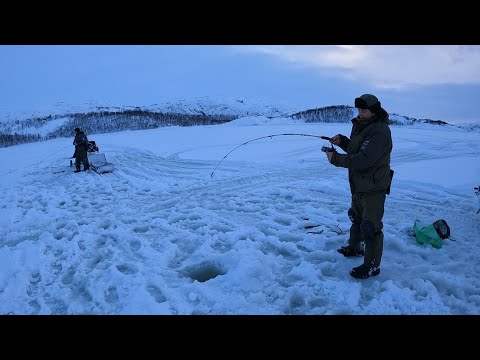 Видео: РЫБАЛКА В БАРЕНЦЕВОМ МОРЕ СО ЛЬДА / С ТРУДОМ ДОБРАЛИСЬ ДО МОРЯ И БЫЛИ ВОЗНАГРАЖДЕНЫ ХОРОШЕЙ РЫБАЛКОЙ