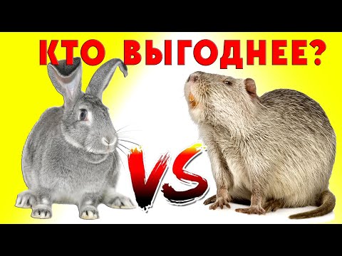 Видео: Кролики или нутрии / Кто круче?