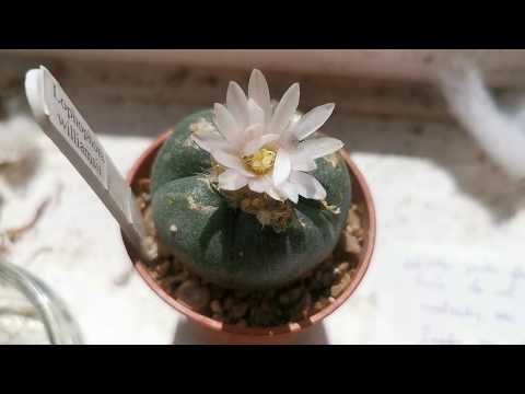 Видео: Как вырастить психоделический кактус Пейотль (Lophophora williamsii) дома на подоконнике в Велико...