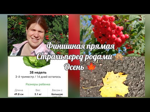 Видео: 38 недель 🤰🏻/ Боюсь рожать?/ Скоро увидим малыша 💙👶 / Наше 1 сентября / Начались учебные будни 