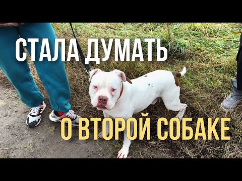 Видео: УВИДЕВ ИХ, ЗАДУМАЛАСЬ О ВТОРОЙ СОБАКЕ | ШЕРЕМЕТЬЕВСКИЙ ПРИЮТ СТАФФОРДОВ И ПИТБУЛЕЙ | ВОПРОСЫ МАМЕ