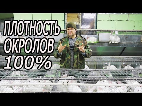 Видео: Как случить много самок в одно время!