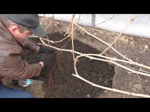 Видео: Виноград .Замена старого куста на новый осенью .