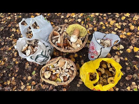 Видео: 20 КИЛОГРАММ ГРИБОВ ЗА ПАРУ ЧАСОВ! Сотни подберезовиков и червивые белые