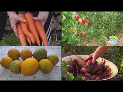 Видео: Живём в деревне \ Убрали морковь, свеклу, дыни \ Шабаш- холодно! Финиш огородных дел!