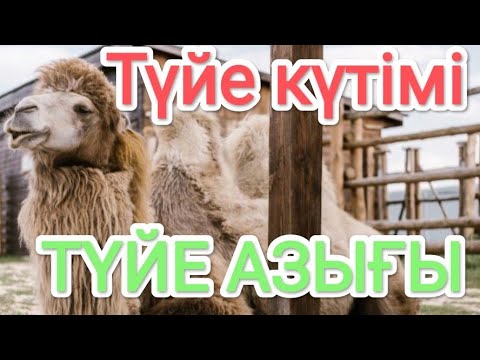 Видео: Түйелердің қысқы азығы. Түйе күтіміі.