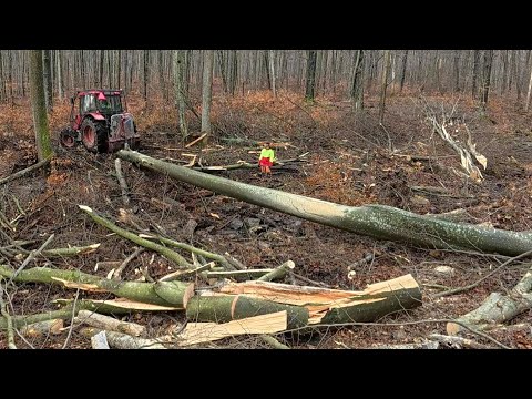 Видео: Лесозаготовка на сложной и крутой местности, Amles, Stihl ms 500i, Zetor, Тяжелая работа в лесу
